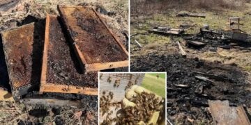 50,000 bees killed in ‘deliberate’ arson of hives at family-owned Pennsylvania farm