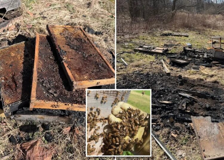 50,000 bees killed in ‘deliberate’ arson of hives at family-owned Pennsylvania farm