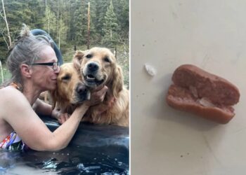 Colorado dogs poisoned after eating meth-laced hot dogs found tossed in family yard