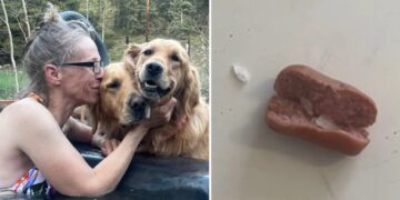 Colorado dogs poisoned after eating meth-laced hot dogs found tossed in family yard