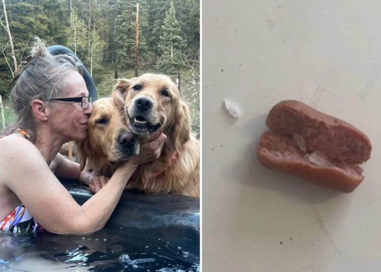 Colorado dogs poisoned after eating meth-laced hot dogs found tossed in family yard