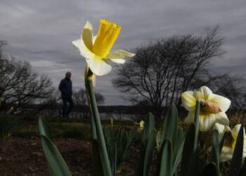 A warmer March ahead for D.C., though winter isn’t done