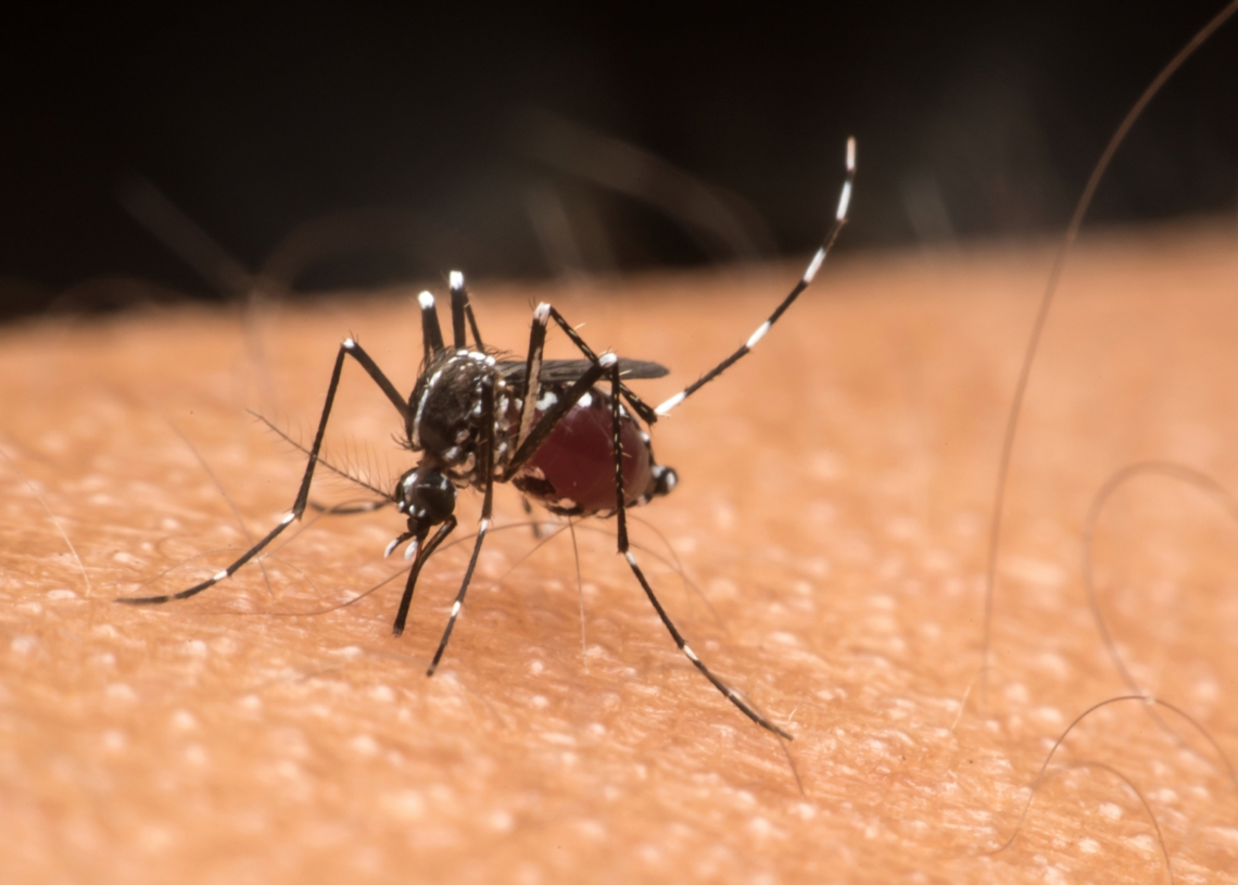 Why This College Kid Sacrificed Himself to a Massive Swarm of Mosquitoes