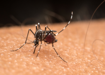Why This College Kid Sacrificed Himself to a Massive Swarm of Mosquitoes