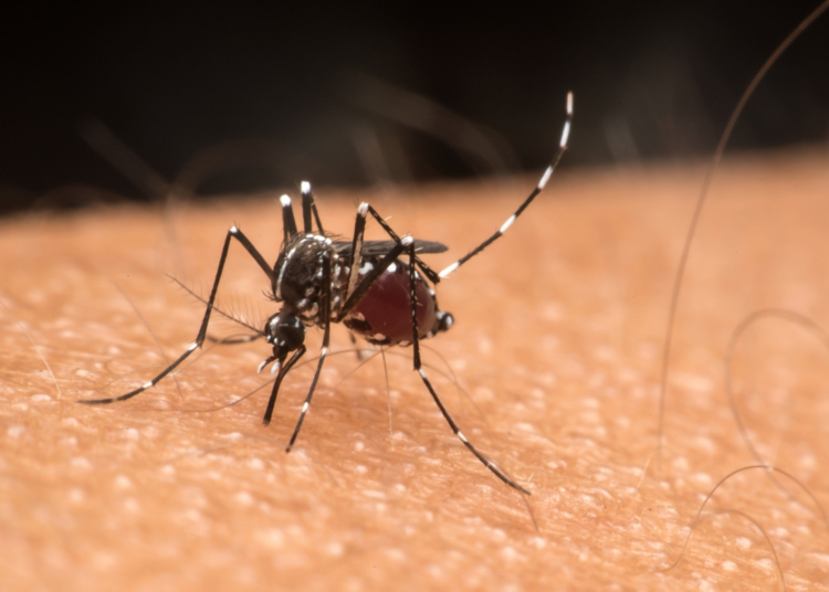 Why This College Kid Sacrificed Himself to a Massive Swarm of Mosquitoes