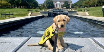 College students add puppy training to their course load