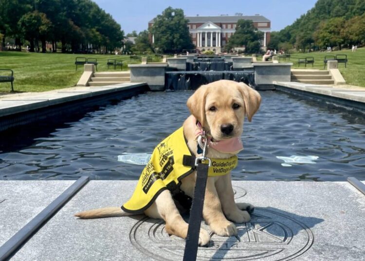 College students add puppy training to their course load