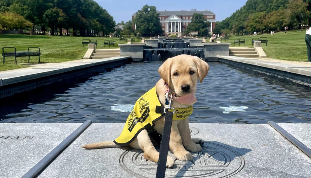 College students add puppy training to their course load