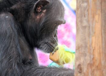 Punch the monkey isn’t alone in bonding with his emotional support toy