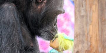 Punch the monkey isn’t alone in bonding with his emotional support toy