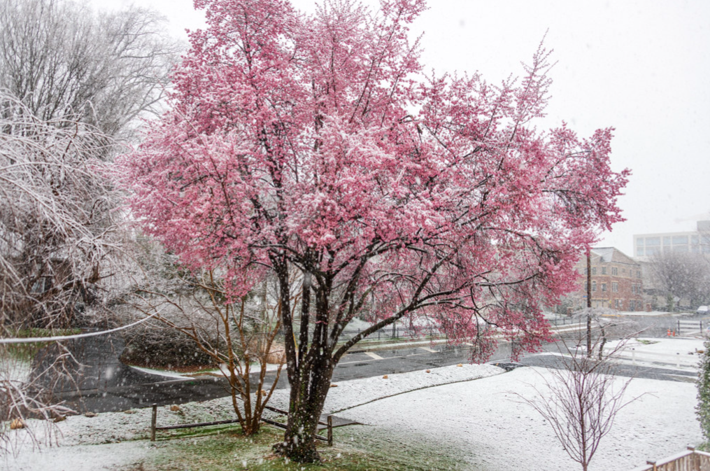 Summer to winter in hours: How one of D.C.’s wildest weather days unfolded
