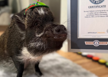 A ‘Talking’ Pig With a Love for Pigeons Just Became Instagram Royalty