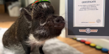 A ‘Talking’ Pig With a Love for Pigeons Just Became Instagram Royalty