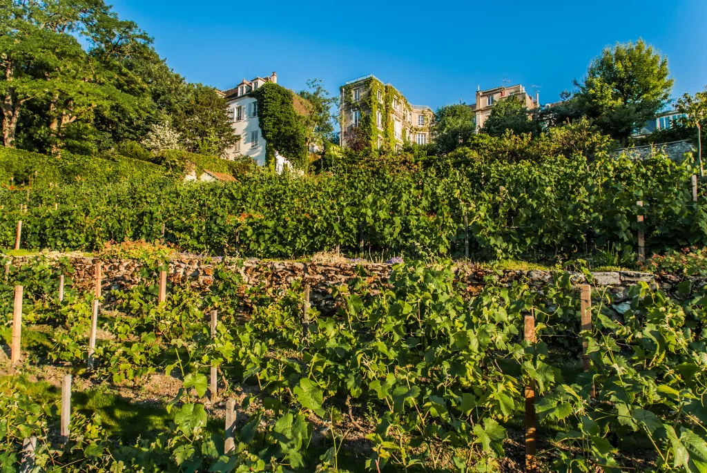 Vineyard in Montmartre, Paris, with buildings visible behind the grapevines.