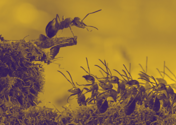 Humans Are Causing Ant Colony Civil Wars