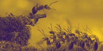 Humans Are Causing Ant Colony Civil Wars