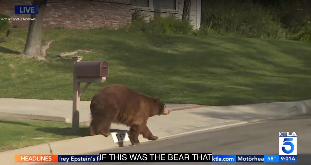 A bear walks on the sidewalk past a mailbox in front of a grassy lawn during a live news report.