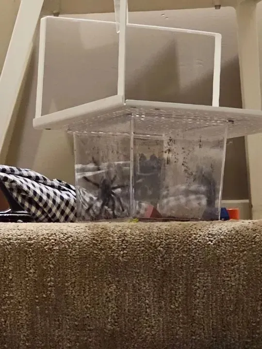 A tarantula in a plastic container on a carpeted surface.