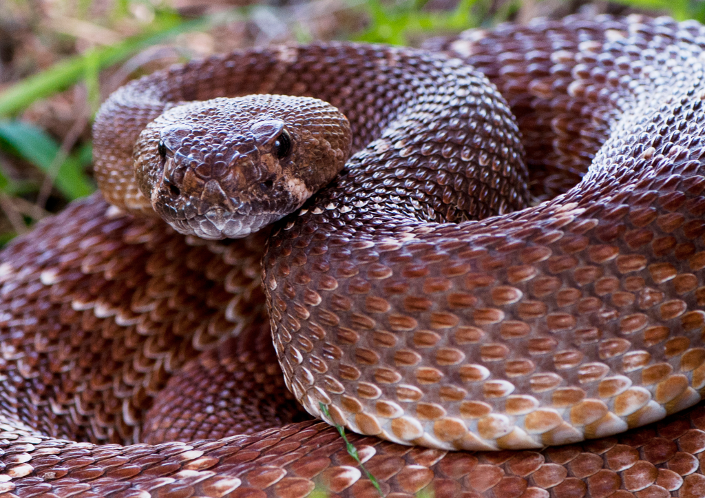 A Pacific rattlesnake coiled on the ground, head raised and facing forward.