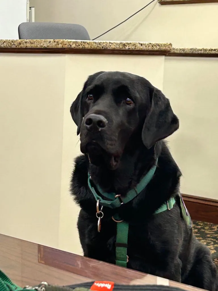 Black therapy dog in a green harness sitting in a courtroom.