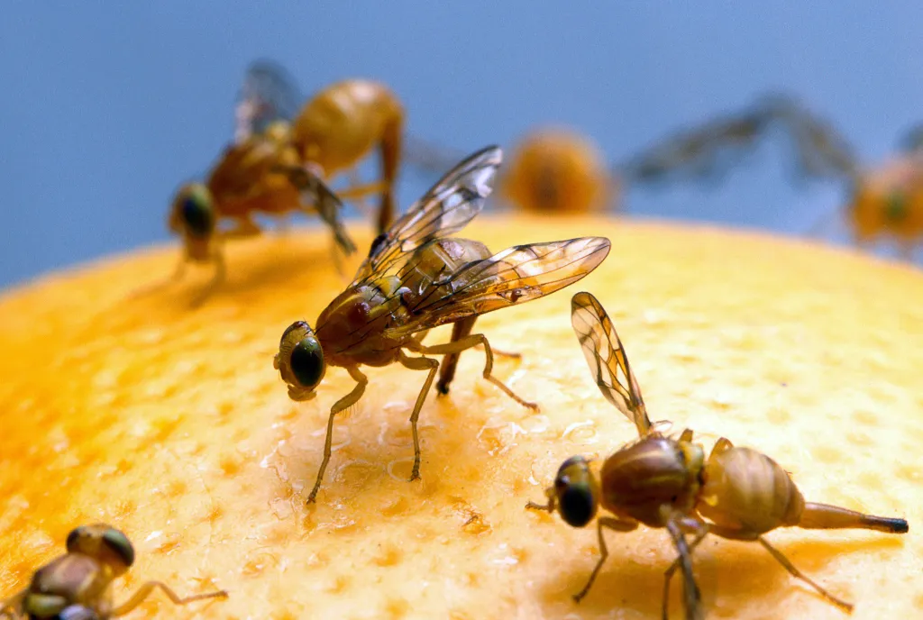 Mexican fruit flies on a citrus fruit.