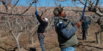 To Address Farm Labor Shortage, Trump Administration Turns to Migrant Workers