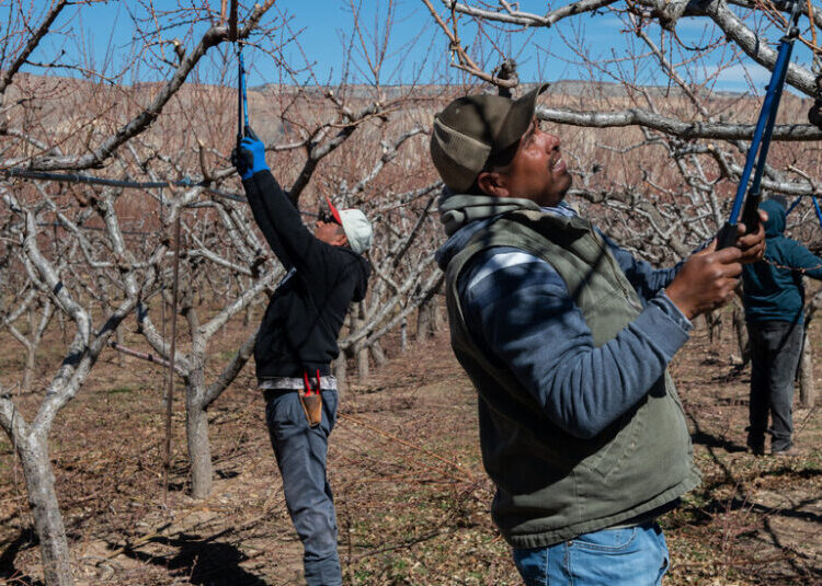 To Address Farm Labor Shortage, Trump Administration Turns to Migrant Workers