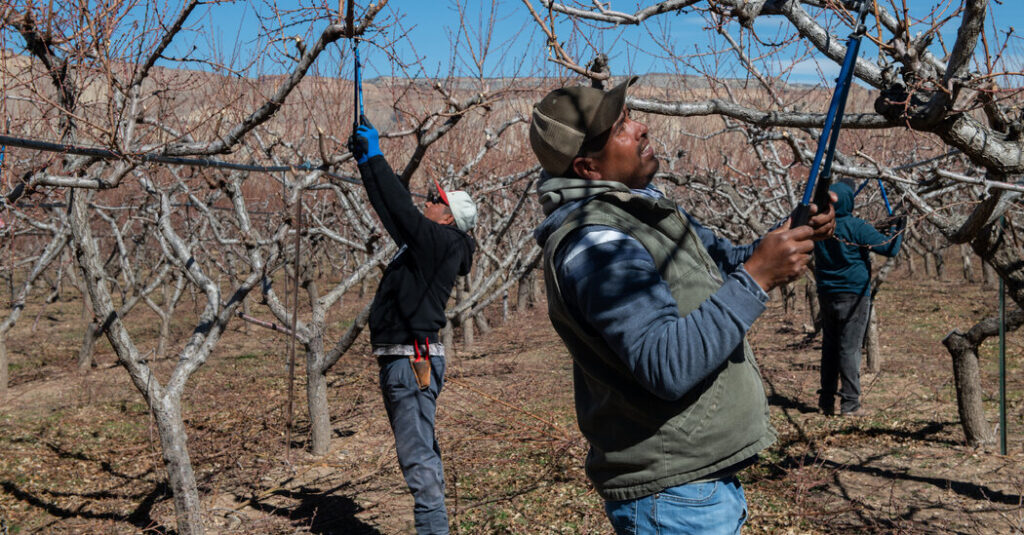 To Address Farm Labor Shortage, Trump Administration Turns to Migrant Workers