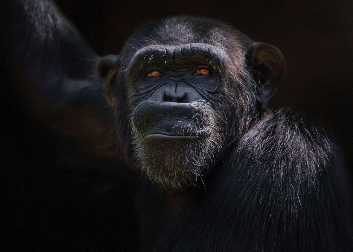 Do Chimpanzees Know Crystal Magic, or Are They Just Really Into Jewelry?