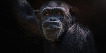 Do Chimpanzees Know Crystal Magic, or Are They Just Really Into Jewelry?