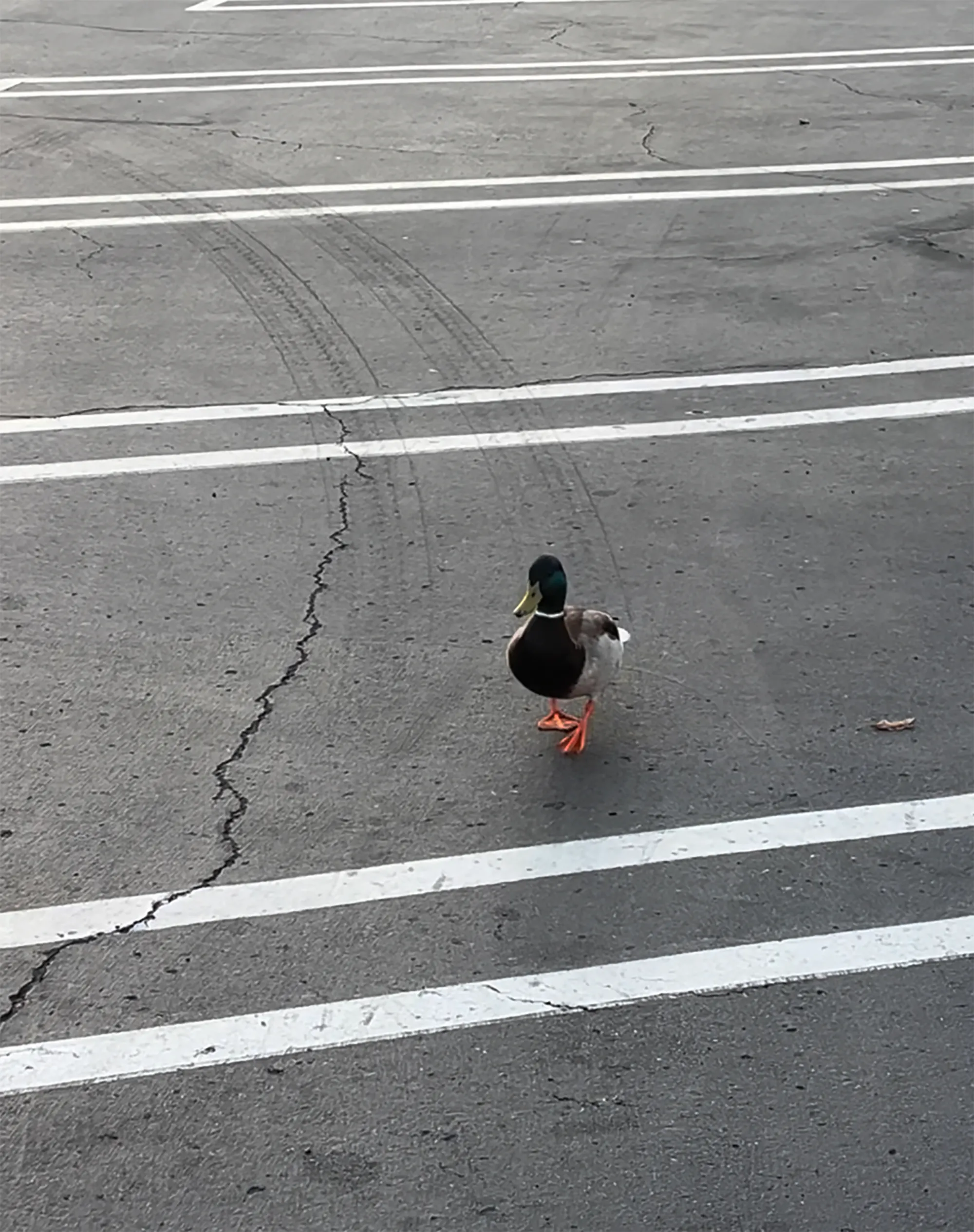 A duck in a parking lot.