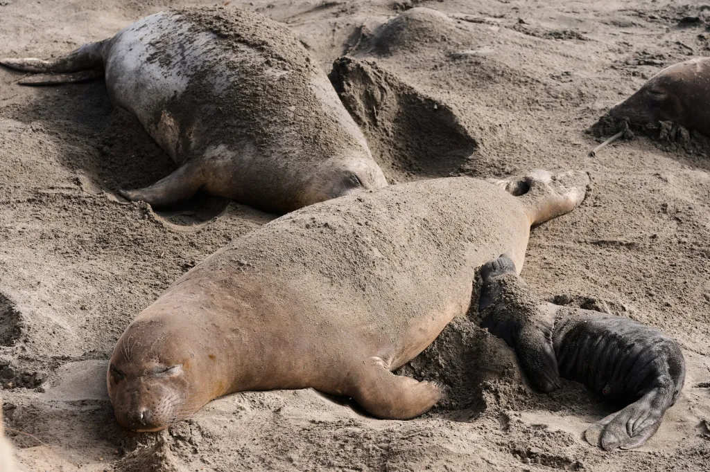 Two elephant seals and one pup rest on a sandy beach.