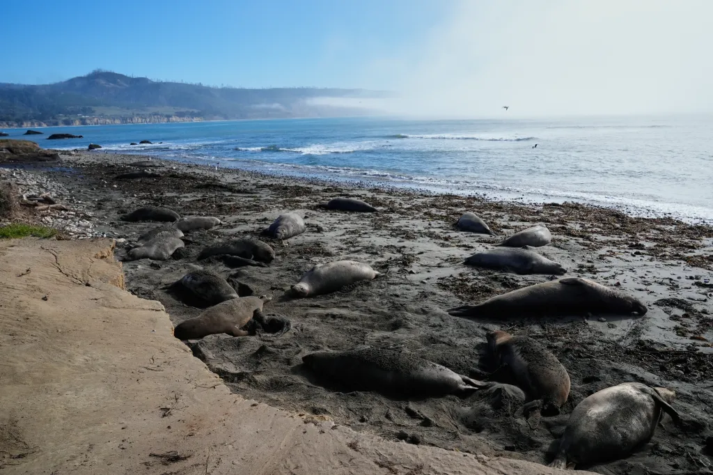 Elephant seals resting on a beach at Año Nuevo State Park in California.