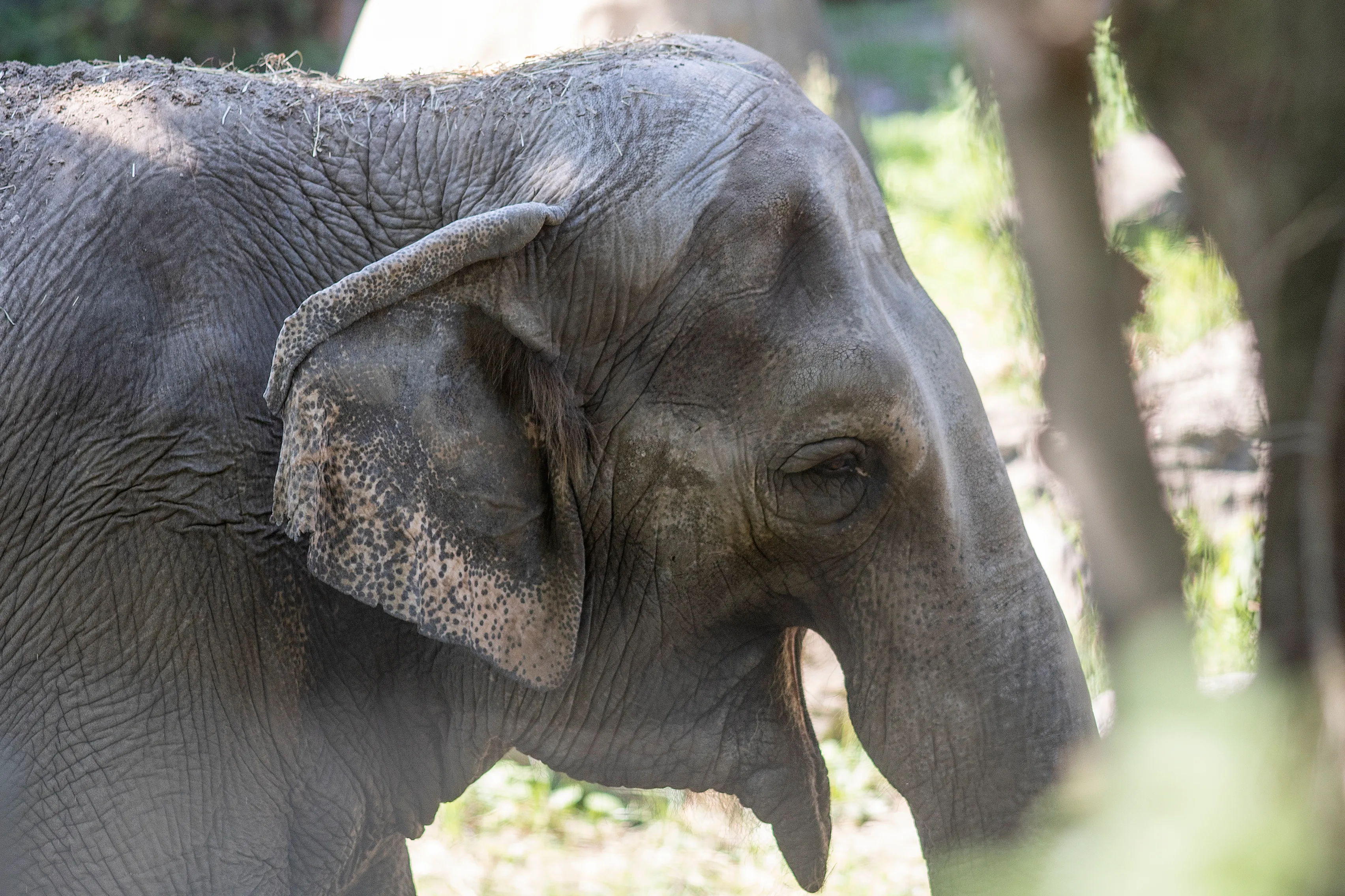 A large gray female elephant.