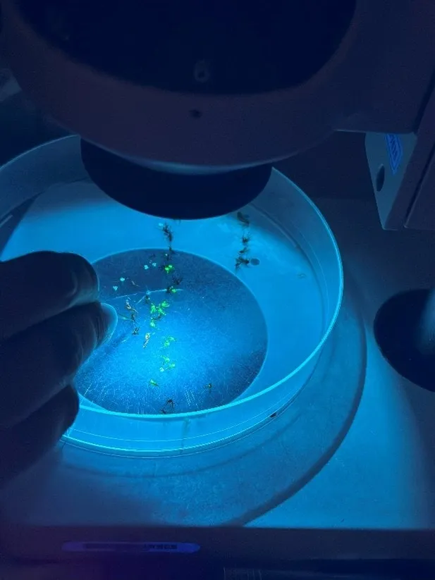 Dusting Sterile Male Mosquitoes with a glowing powder for identification under a black light.