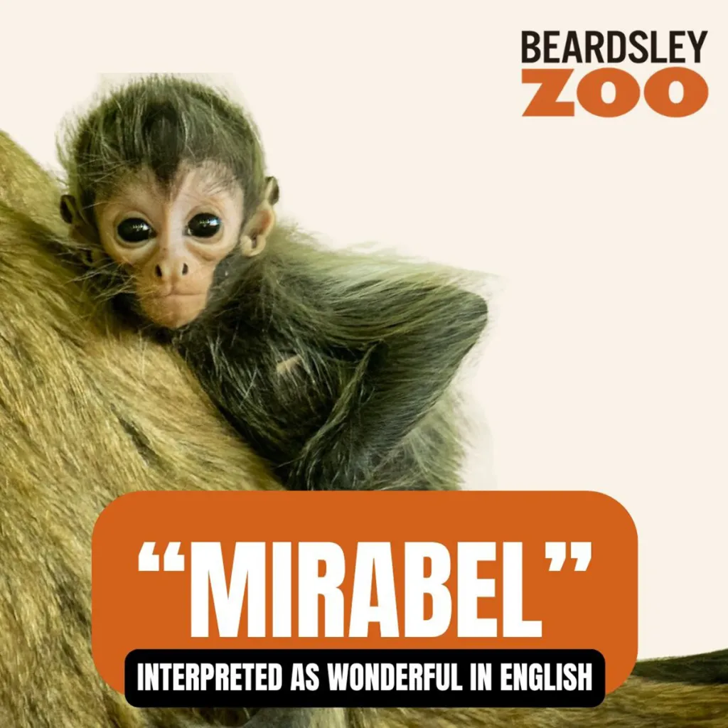 Beardsley Zoo's baby monkey Mirabel.