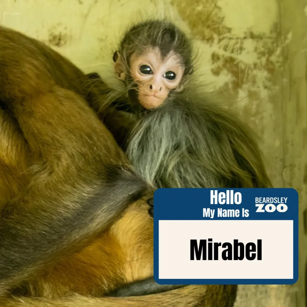 Baby monkey named Mirabel at Beardsley Zoo.