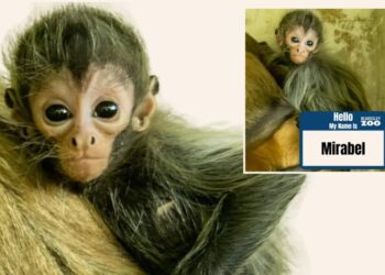 CT zoo hosted an online poll to name its baby spider money, and just revealed the winning moniker