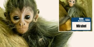 CT zoo hosted an online poll to name its baby spider money, and just revealed the winning moniker