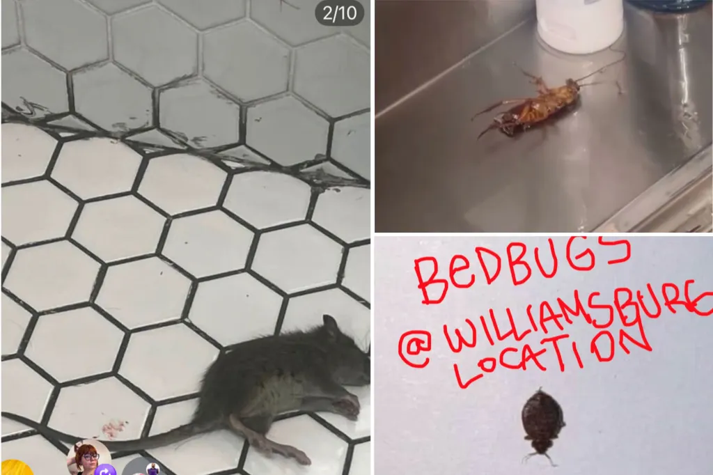 Collage of a dead rat on a tiled floor, a dead cockroach in a sink, and a bedbug next to handwritten text reading 