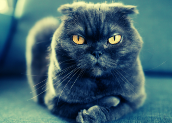 If It Feels Like Your Cat Doesn’t Care About You, It’s Because They Kind of Don’t