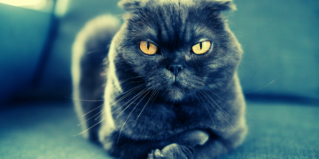 If It Feels Like Your Cat Doesn’t Care About You, It’s Because They Kind of Don’t