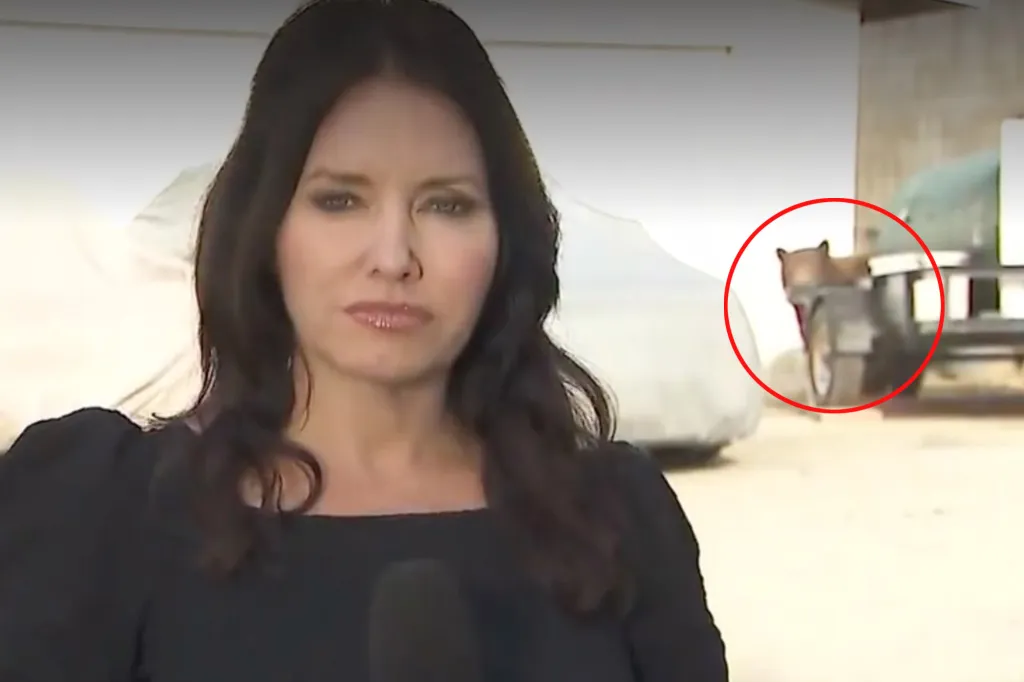 News reporter in black dress with a mountain lion in the background.