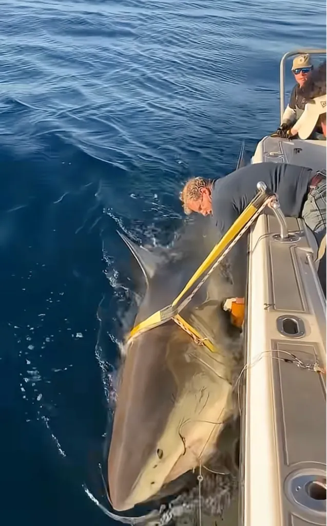 A large great white shark being held alongside a boat by a man, with another man in the background.
