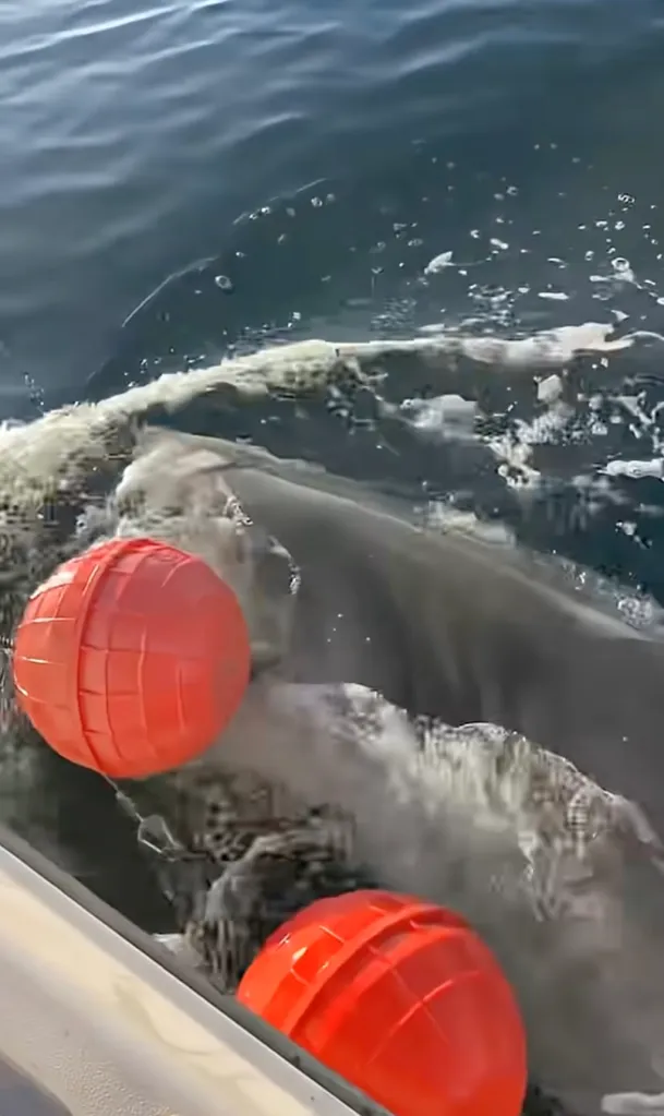 A great white shark, nicknamed Contender, surfaces next to a boat's bright orange buoys in the water.