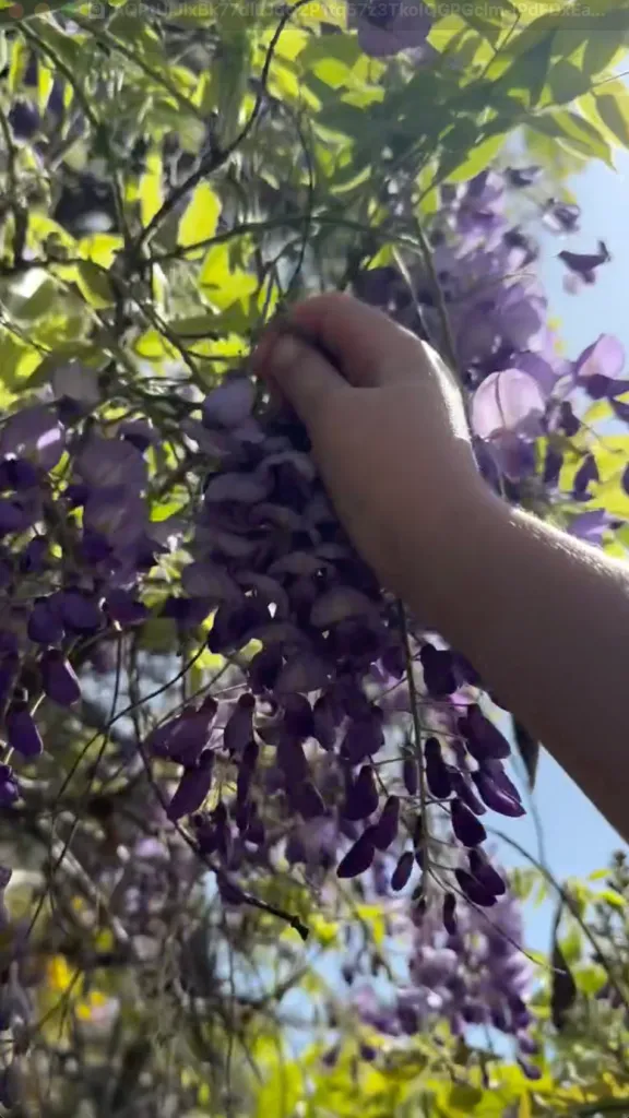 A hand reaching out to touch a cluster of purple wisteria blossoms.