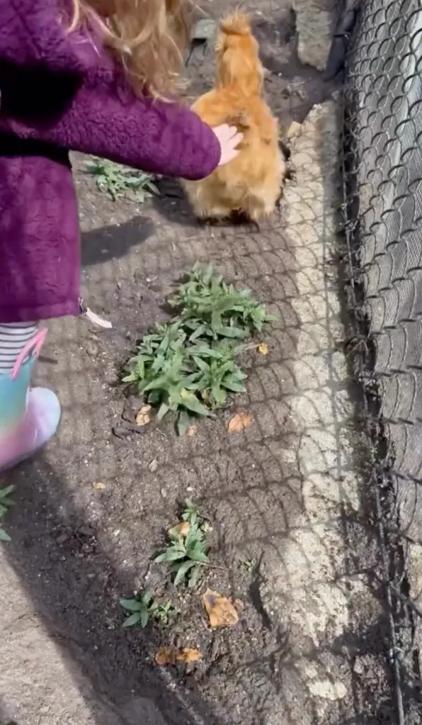 Princess Lilibet in a purple jacket and rainbow boots pets a fluffy brown chicken.