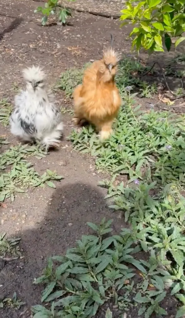 Two fluffy chickens, one white and black, and one light brown, standing on dirt and sparse green plants.