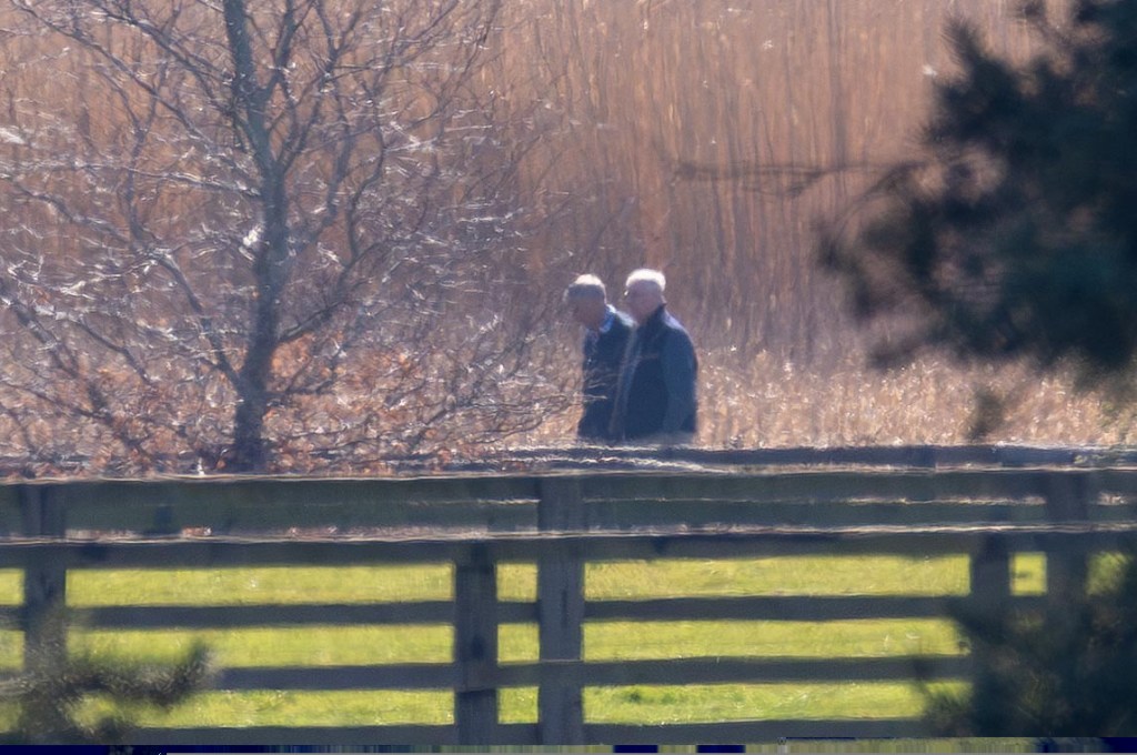 Andrew Mountbatten Windsor walking his dogs near his Norfolk home.
