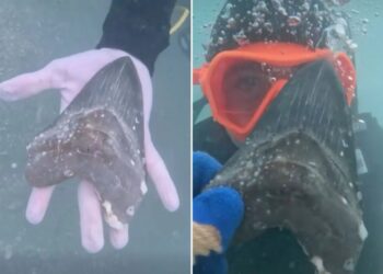 Wyoming teen discovers rare and ancient megalodon shark tooth off Florida coast